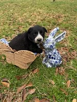Royal Blue , a male Border Collie for sale in Bryan, TX – Photo 1 of 3