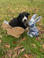 Royal Blue , a male Border Collie for sale in Bryan, TX – Photo 3 of 3