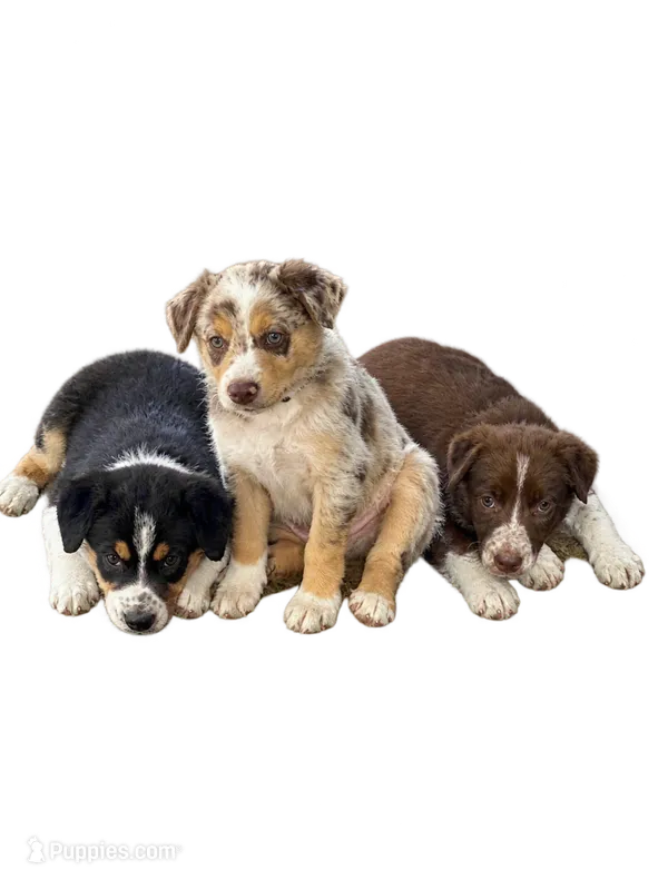 Tan Collar – Border Collie puppy for sale in Bryan, TX