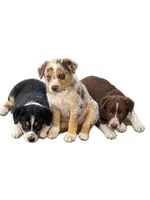 Tan Collar, a male Border Collie for sale in Bryan, TX – 1 of 3