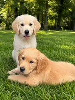 Female 2, a female Golden Retriever for sale in Crete, IL – 2 of 2