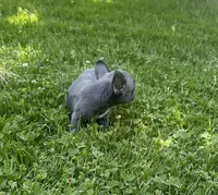 Roxy , a female French Bulldog for sale in Crete, IL – 3 of 3