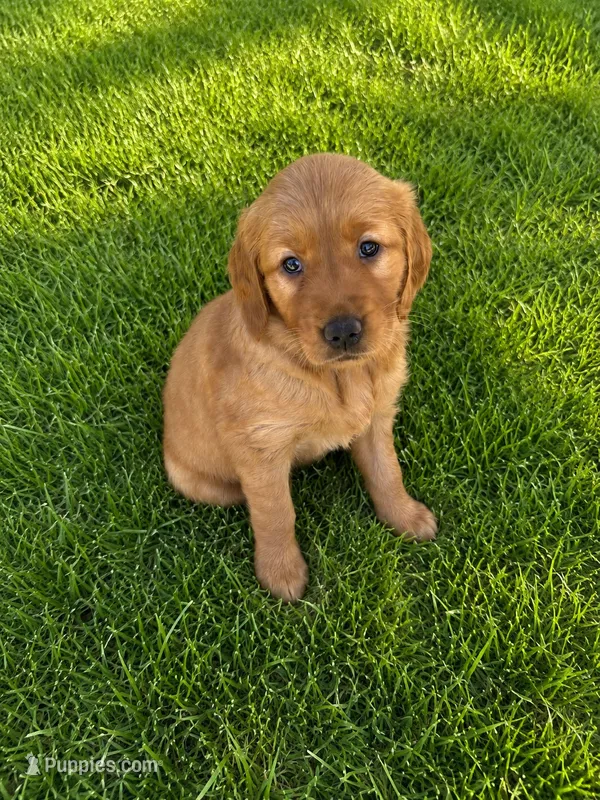 Mya  – Golden Retriever puppy for sale in Crete, IL