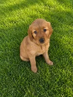 Mya , a female Golden Retriever for sale in Crete, IL – 1 of 1