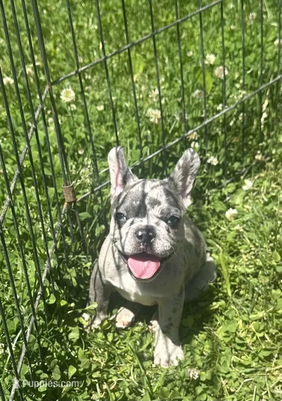 Rolex – French Bulldog puppy for sale in Crete, IL