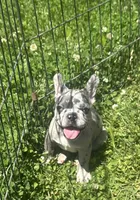 Rolex, a male French Bulldog for sale in Crete, IL – 1 of 1