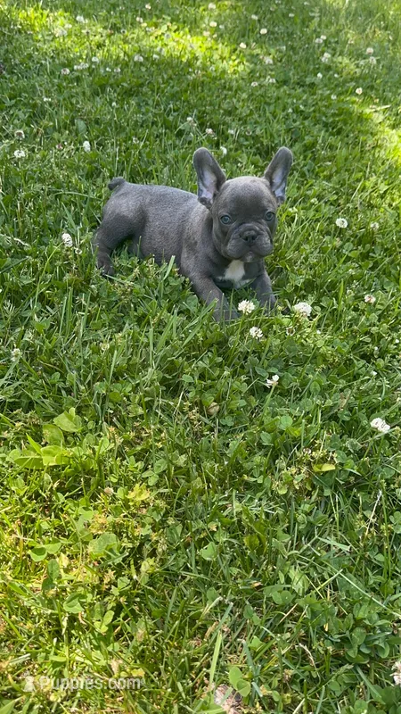 Rocky – French Bulldog puppy for sale in Crete, IL