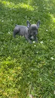 Rocky, a male French Bulldog for sale in Crete, IL – 1 of 1