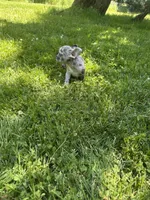Riley, a female French Bulldog for sale in Crete, IL – 2 of 2