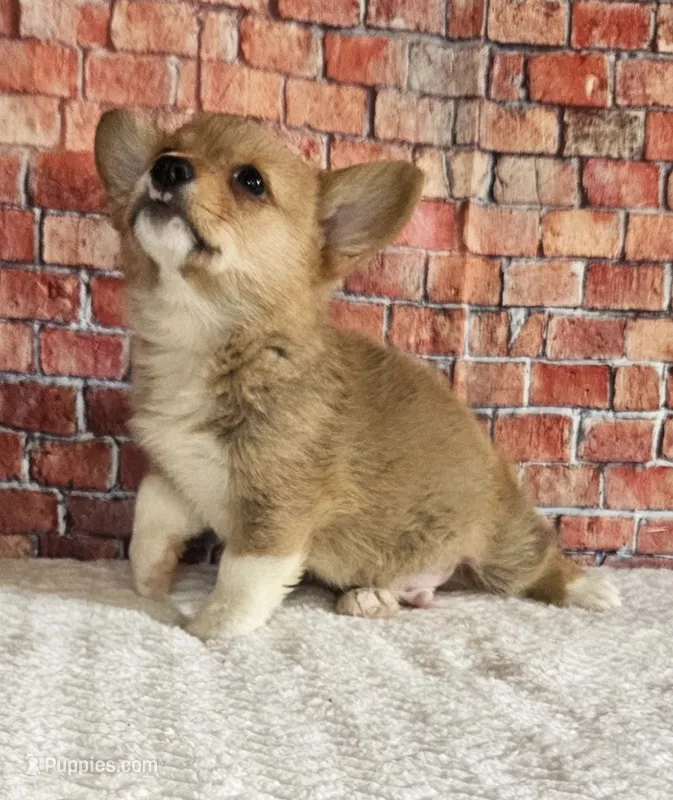Poppi – Pembroke Welsh Corgi puppy for sale in Crete, IL