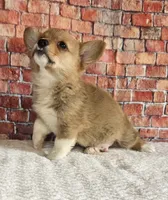 Poppi, a male Pembroke Welsh Corgi for sale in Crete, IL – 1 of 2