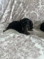 Female 1 , a male Miniature Dachshund for sale in Crete, IL – 2 of 2