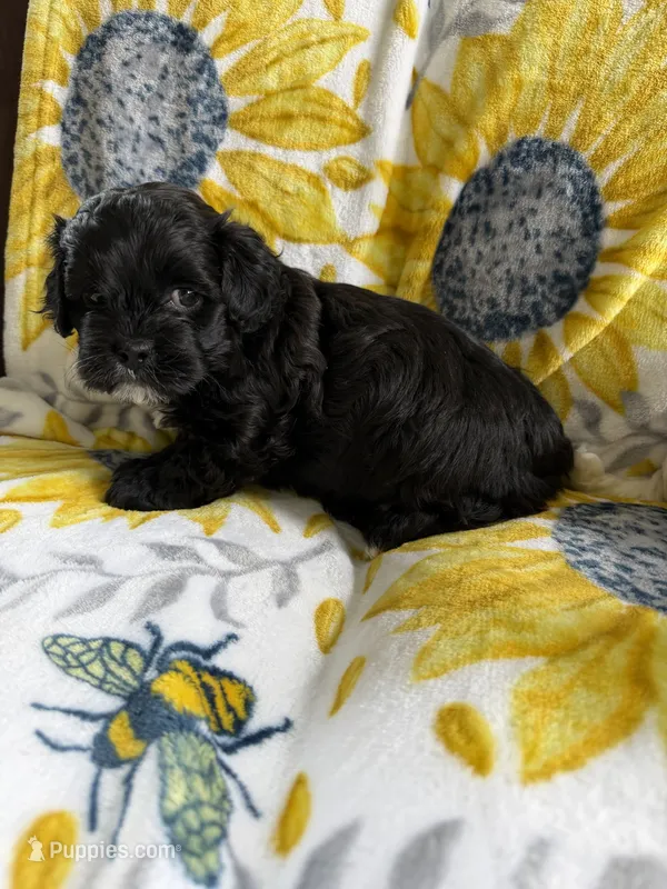 Macho  – Shihpoo puppy for sale in Crete, IL