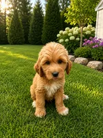 Juliette , a male Miniature Goldendoodle for sale in Crete, IL – 1 of 1