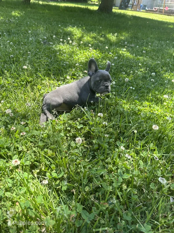 Raven – French Bulldog puppy for sale in Crete, IL