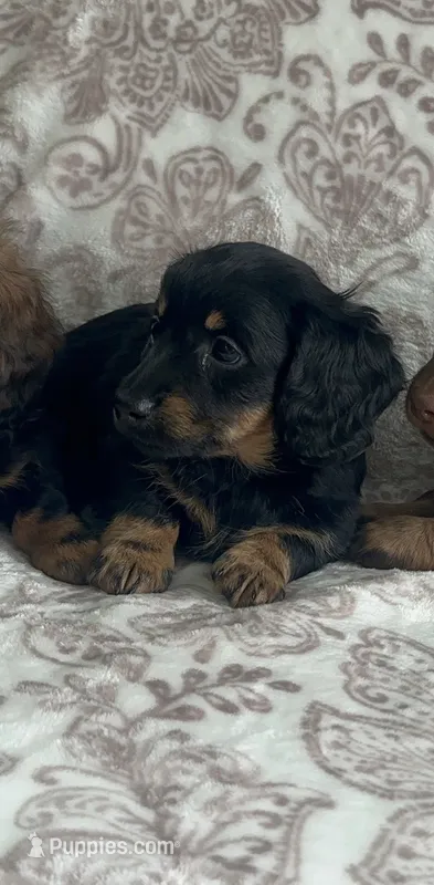 Female 1  – Miniature Dachshund puppy for sale in Crete, IL