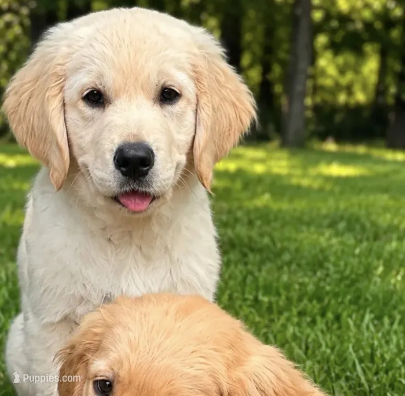 Female 2 – Golden Retriever puppy for sale in Crete, IL