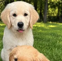 Female 2, a female Golden Retriever for sale in Crete, IL – 1 of 2