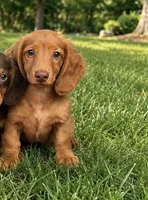 Yippy , a male Miniature Dachshund for sale in Crete, IL – 2 of 2