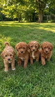 Lily, a male Miniature Goldendoodle for sale in Crete, IL – 2 of 2