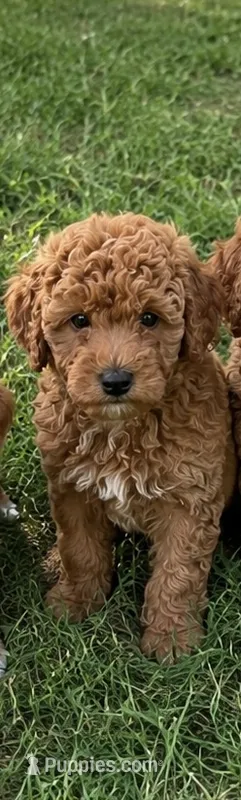 Lawson – Miniature Goldendoodle puppy for sale in Crete, IL