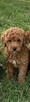 Lawson, a male Miniature Goldendoodle for sale in Crete, IL – 1 of 2