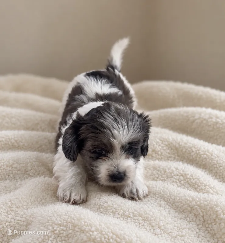 Male 3  – Shih Tzu, Miniature Dachshund puppy for sale in Crete, IL