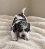 Male 3 , a male Shih Tzu and Miniature Dachshund for sale in Crete, IL – 1 of 1