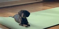 Female 1 , a female Miniature Dachshund for sale in Crete, IL – 2 of 2