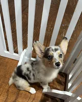 Xena, a female Pembroke Welsh Corgi for sale in Crete, IL – 1 of 1