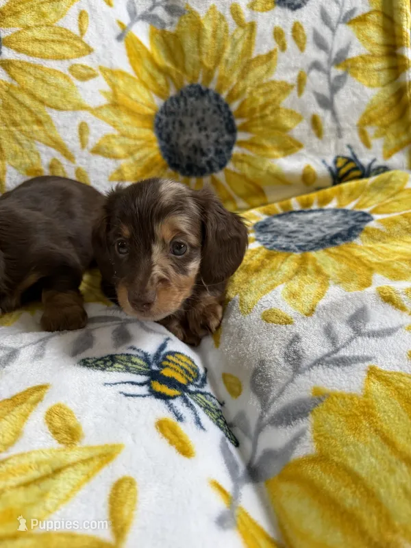 Lana – Miniature Dachshund puppy for sale in Nappanee, IN