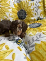 Lana, a female Miniature Dachshund for sale in Nappanee, IN – Photo 1 of 2