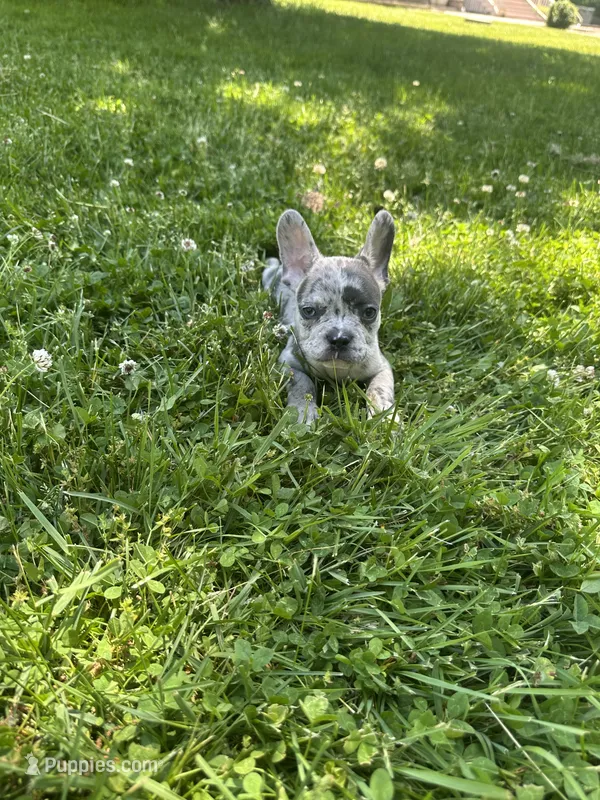 Rosco  – French Bulldog puppy for sale in Crete, IL