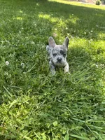 Rosco , a male French Bulldog for sale in Crete, IL – 1 of 1