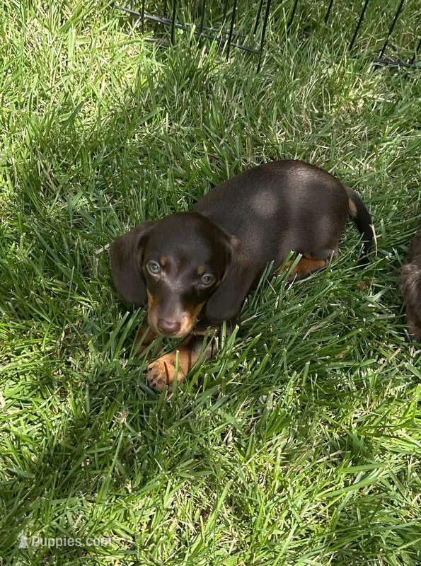 Female 2 – Miniature Dachshund puppy for sale in Crete, IL