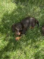 Female 2, a male Miniature Dachshund for sale in Crete, IL – 1 of 2