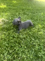 Roxy , a female French Bulldog for sale in Crete, IL – 2 of 3