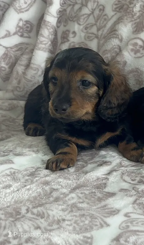 Male 2 – Miniature Dachshund puppy for sale in Crete, IL