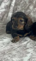 Male 2, a male Miniature Dachshund for sale in Crete, IL – 1 of 1