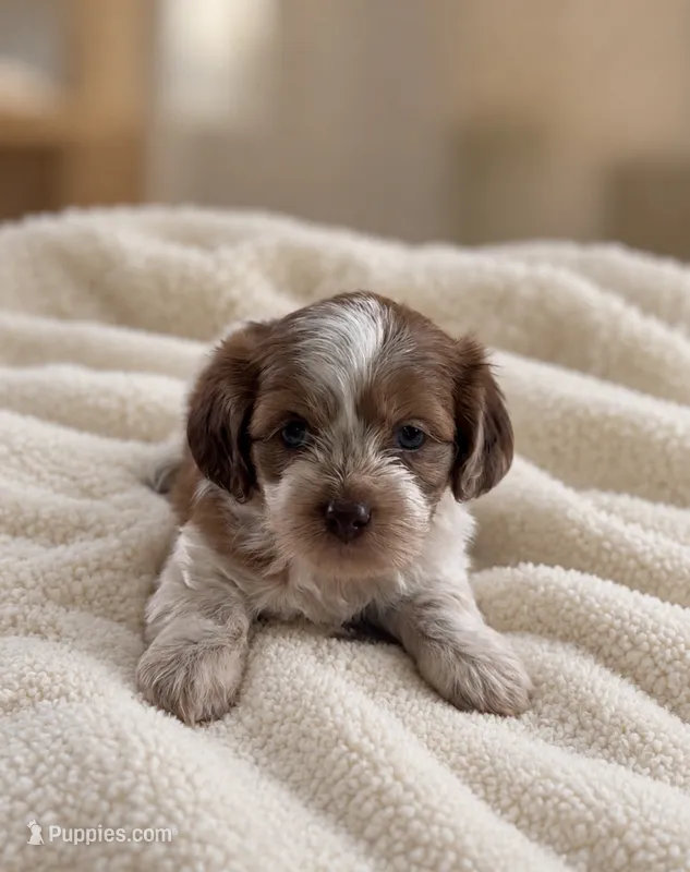 Female 2  – Shih Tzu, Miniature Dachshund puppy for sale in Crete, IL