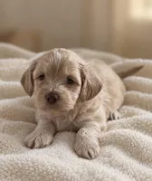 Male 1 , a male Shih Tzu and Miniature Dachshund for sale in Crete, IL – 1 of 1
