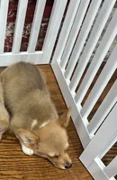 Poppi, a male Pembroke Welsh Corgi for sale in Crete, IL – 2 of 2