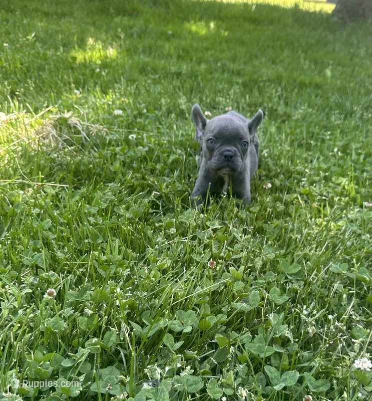 Roxy  – French Bulldog puppy for sale in Crete, IL