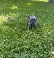 Roxy , a female French Bulldog for sale in Crete, IL – 1 of 3