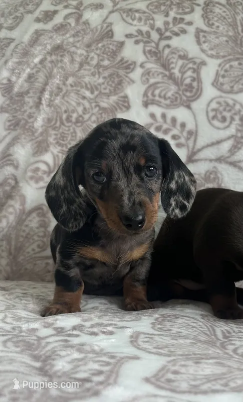 Male 1  – Miniature Dachshund puppy for sale in Crete, IL