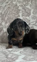 Male 1 , a male Miniature Dachshund for sale in Crete, IL – 1 of 1