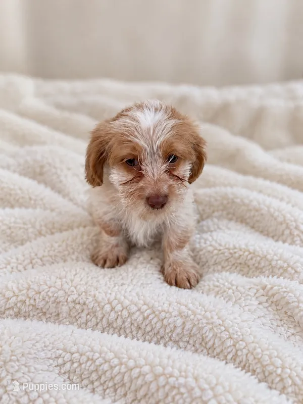 Female 1  – Shih Tzu, Miniature Dachshund puppy for sale in Crete, IL