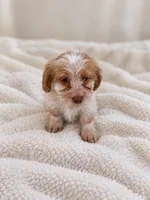 Female 1 , a female Shih Tzu and Miniature Dachshund for sale in Crete, IL – 1 of 1
