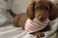 Yippy , a male Miniature Dachshund for sale in Crete, IL – 1 of 2