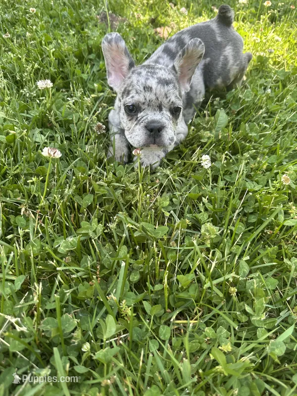 Rome – French Bulldog puppy for sale in Crete, IL